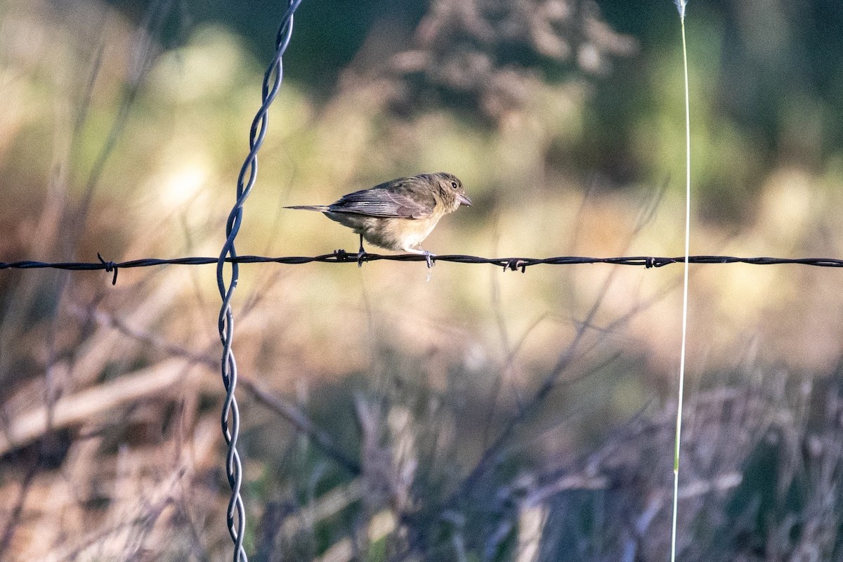 Blue Grosbeak - ML623608002