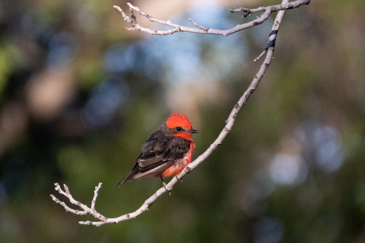 Vermilion Flycatcher - ML623608016