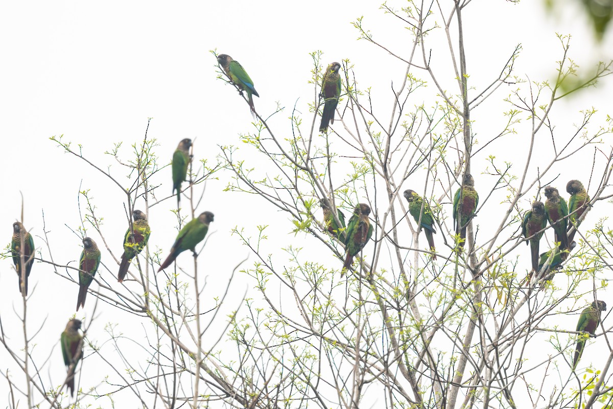 Bonaparte's Parakeet - ML623608017