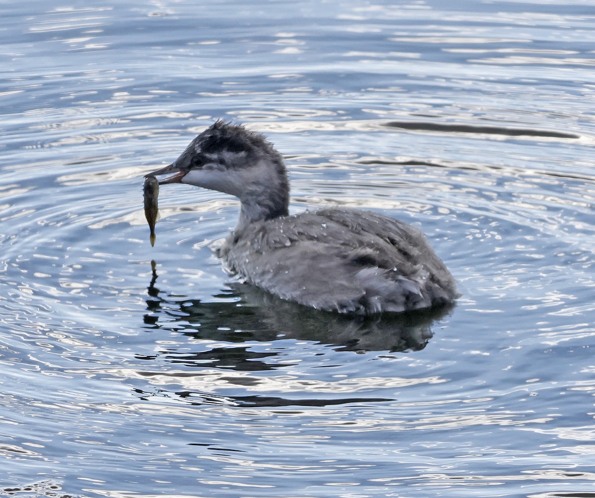 Eared Grebe - ML623608028