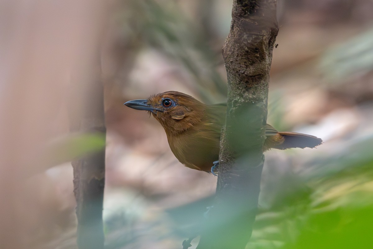 White-shouldered Antshrike - ML623608044