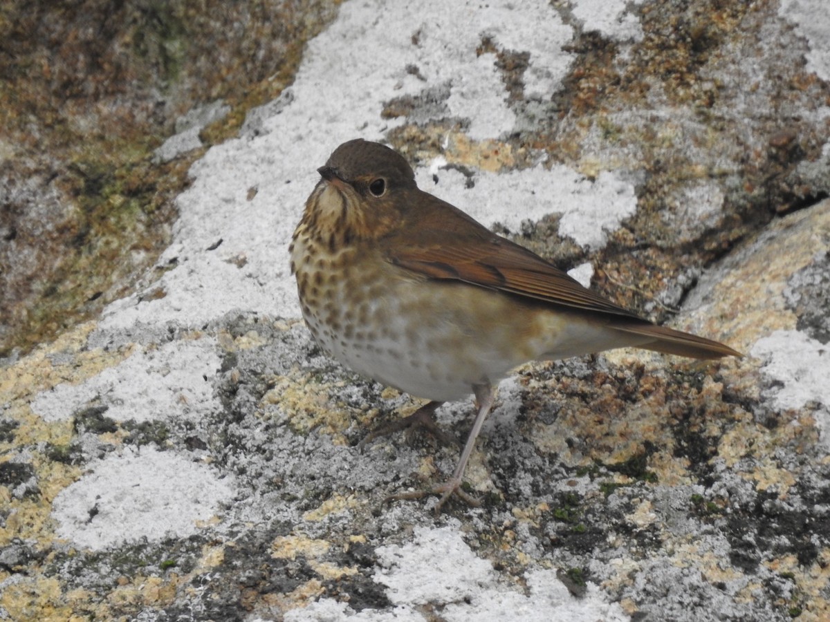 Swainson's Thrush (Russet-backed) - ML623608058