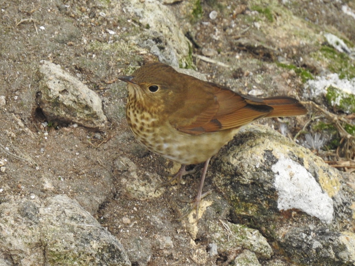 Swainson's Thrush (Russet-backed) - ML623608059