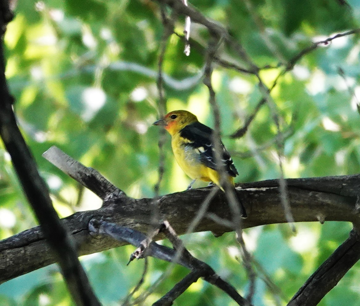 Western Tanager - ML623608078