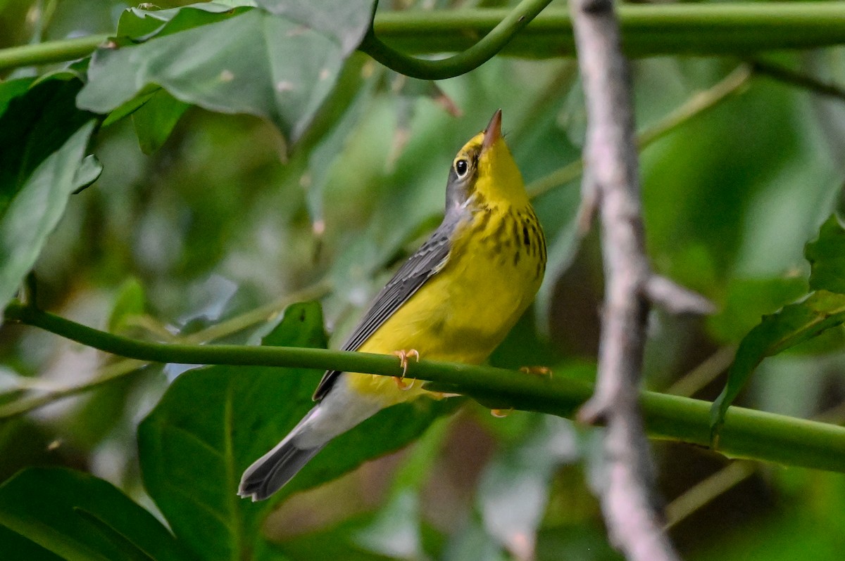 Canada Warbler - Noah Khanti Steinberg