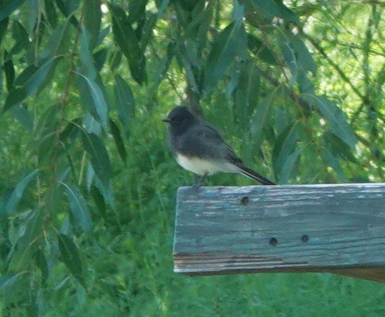 Black Phoebe - ML623608092
