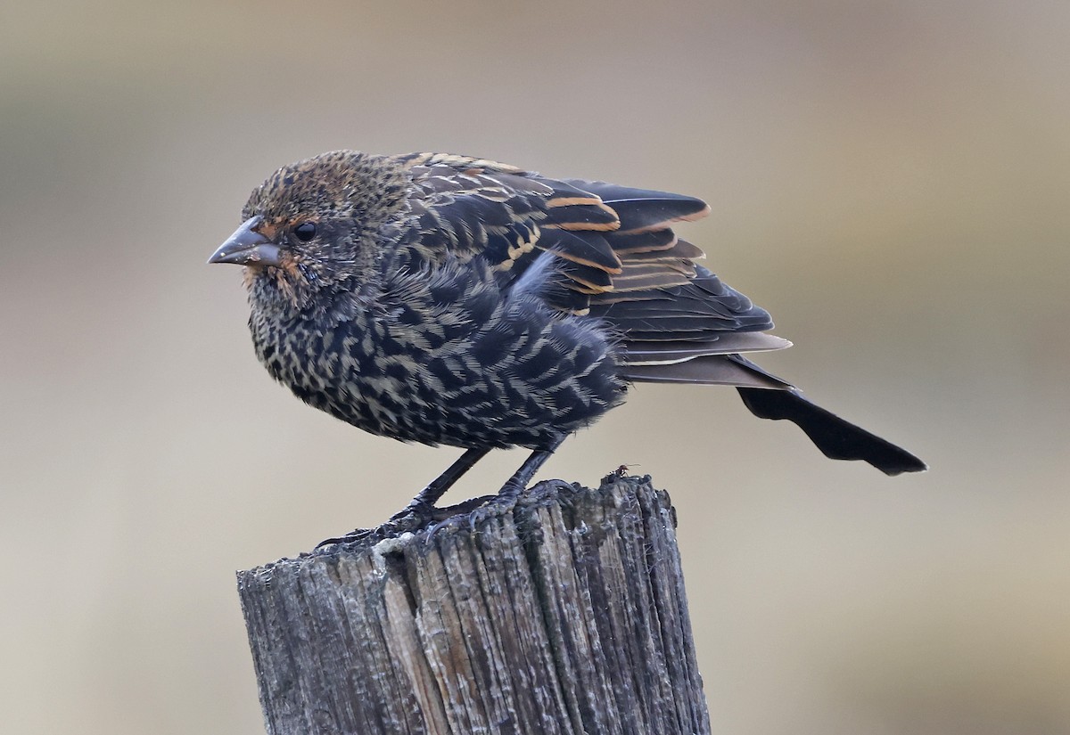 Red-winged Blackbird - ML623608103