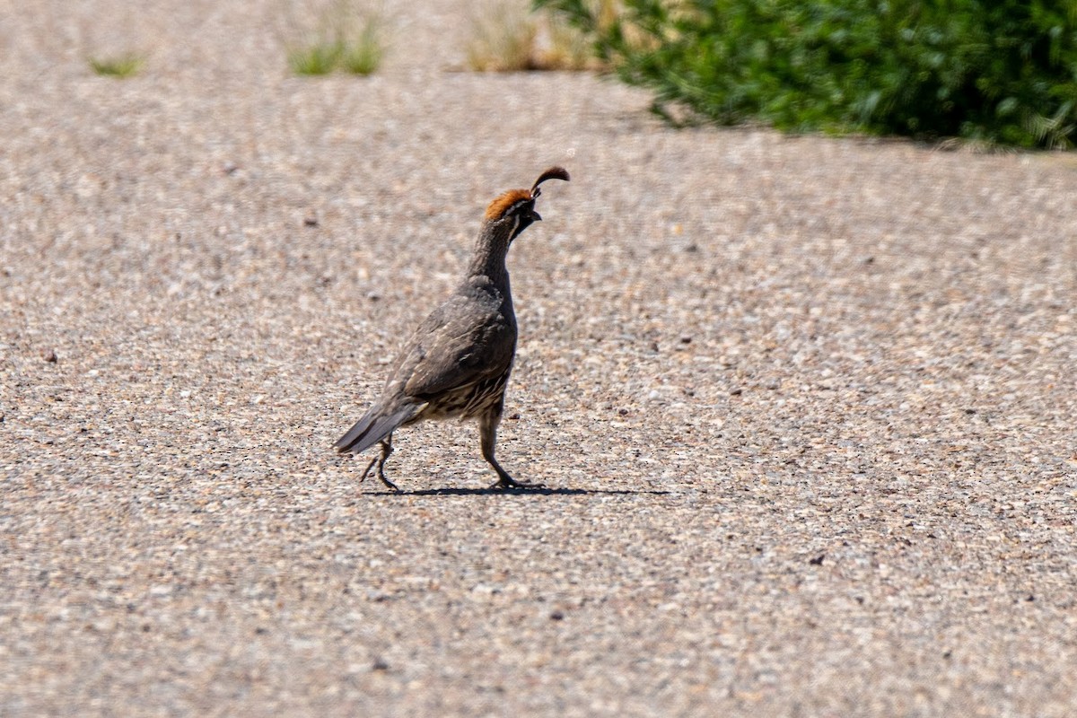 Gambel's Quail - Mark Wilson