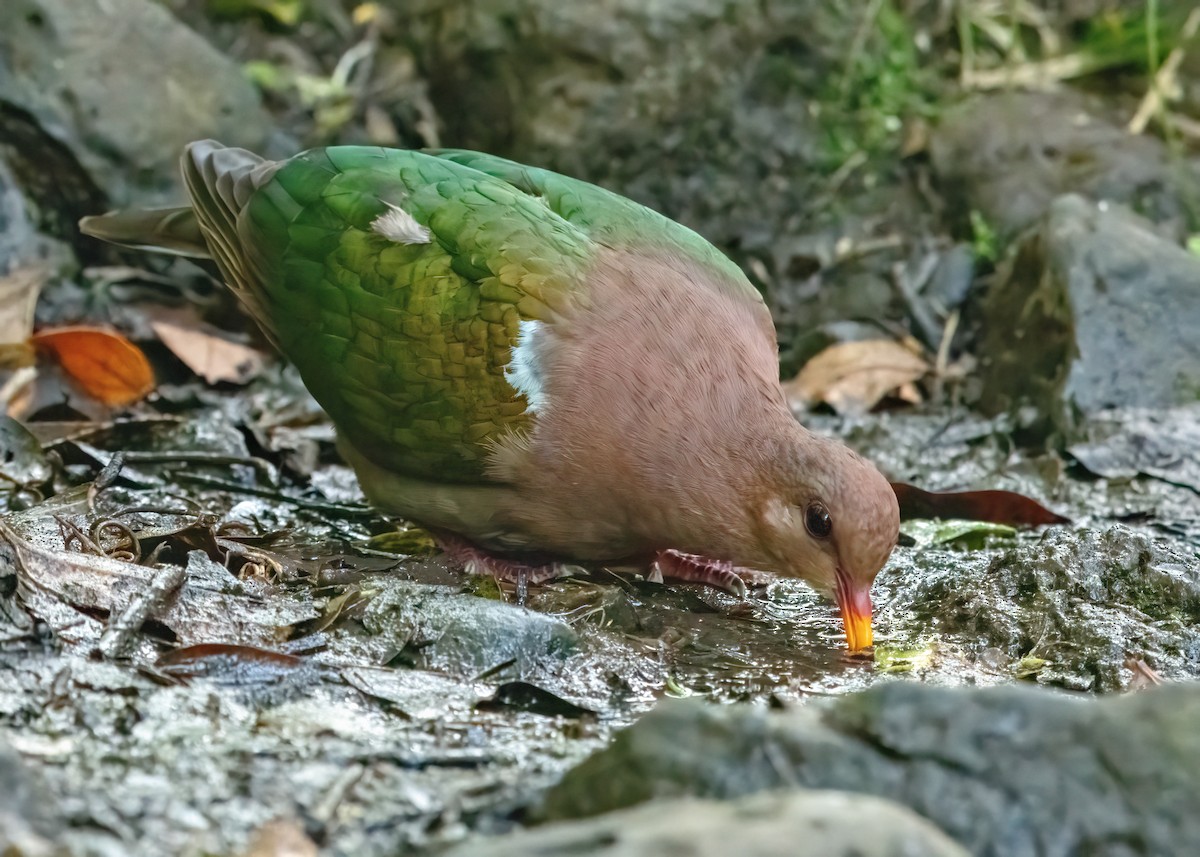 Pacific Emerald Dove - ML623608159