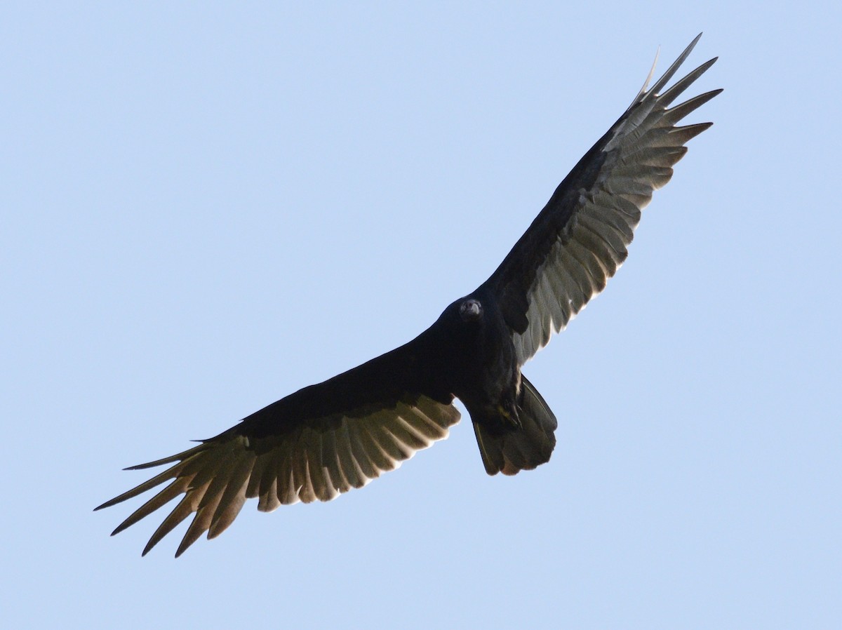 Turkey Vulture - ML623608173