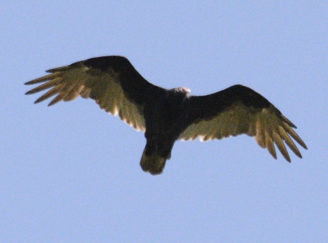 Turkey Vulture - ML623608174