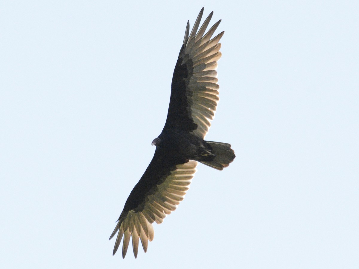 Turkey Vulture - ML623608175