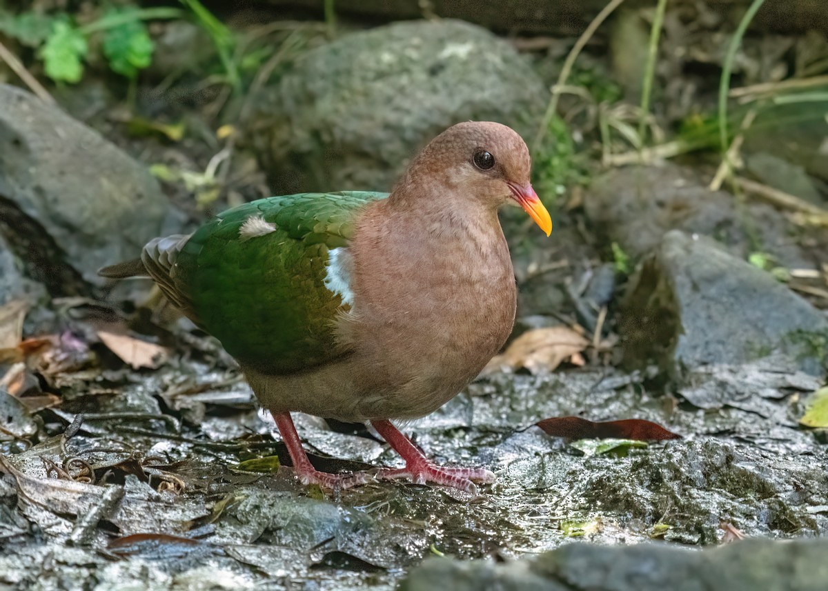 Pacific Emerald Dove - ML623608224