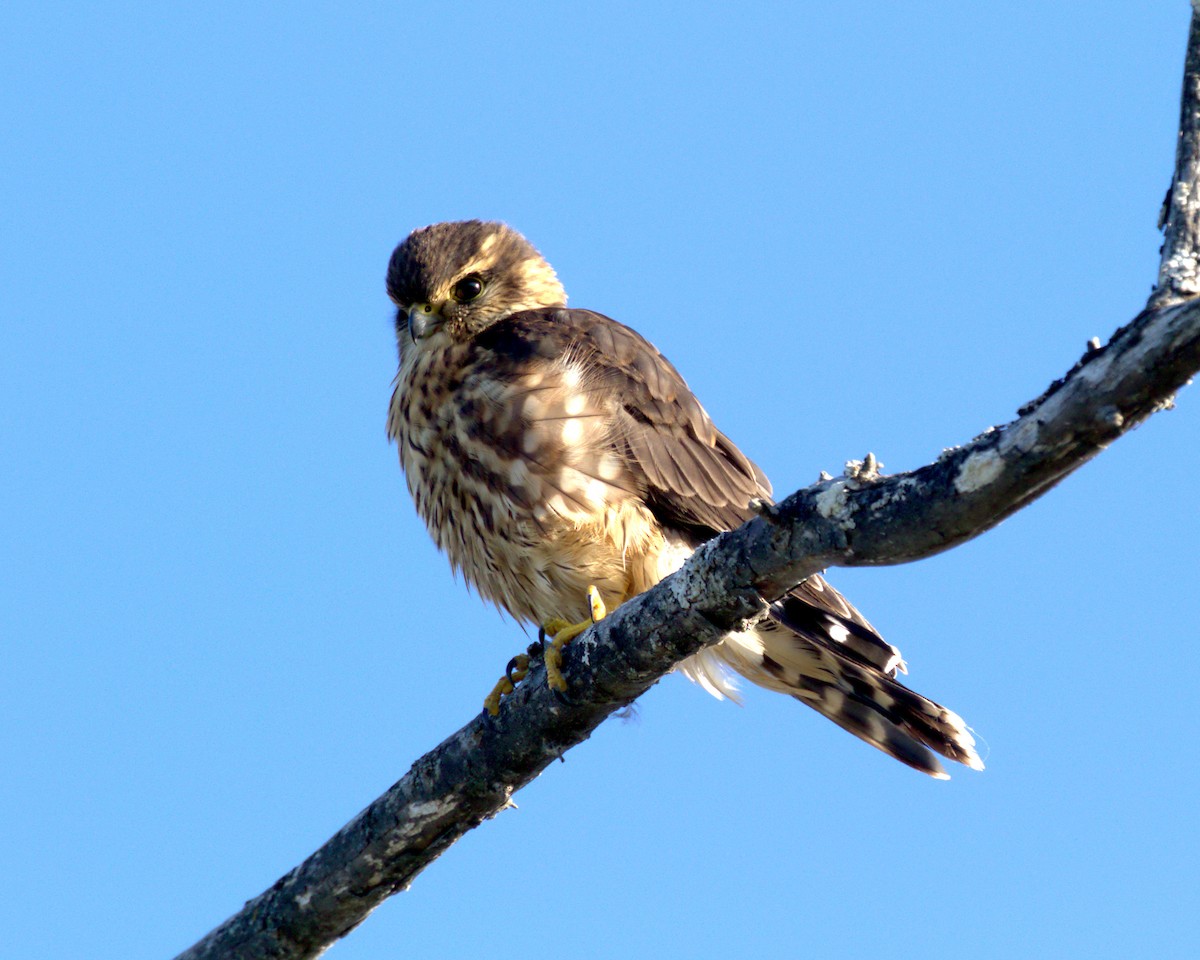 dřemlík tundrový - ML623608240