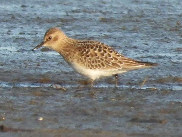 Baird's Sandpiper - Cliff Dekdebrun