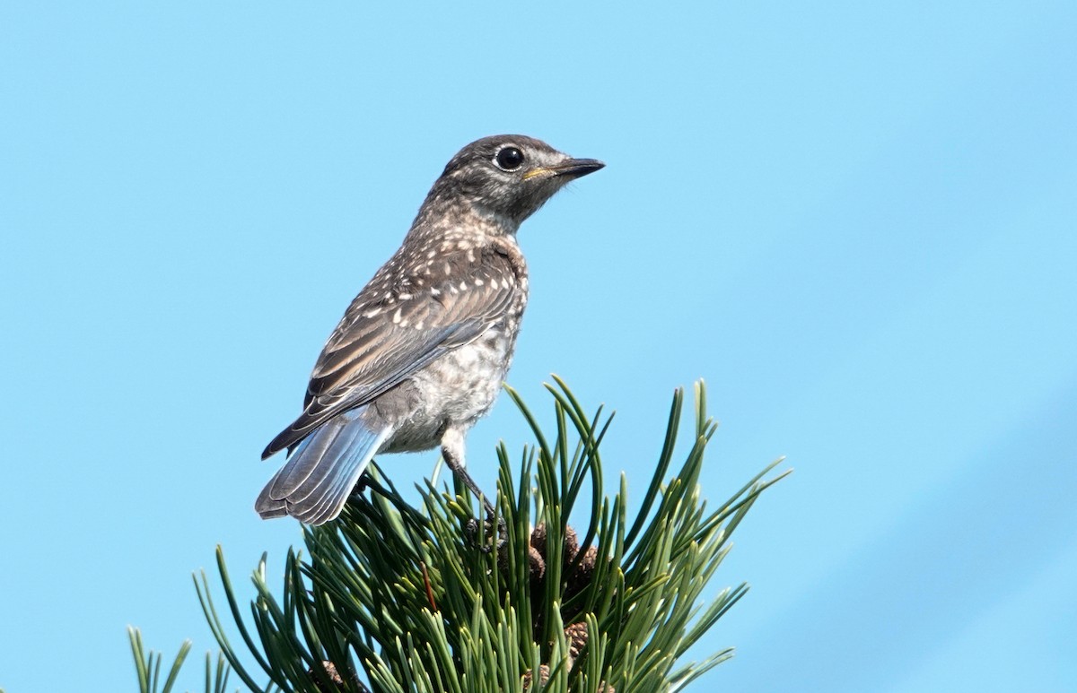 Eastern Bluebird - ML623608262