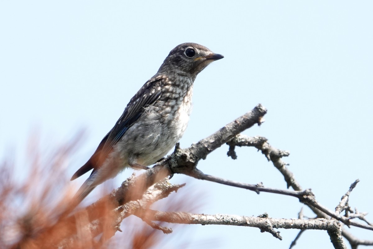 Eastern Bluebird - ML623608263