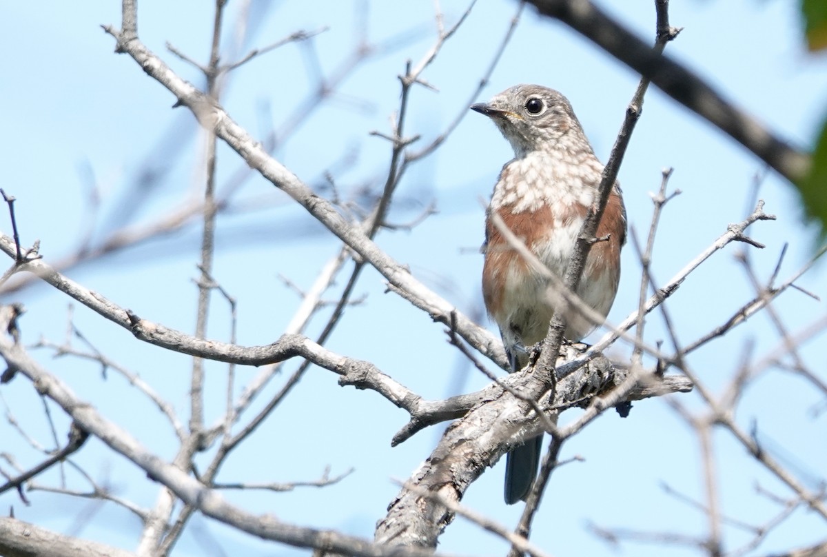 Eastern Bluebird - ML623608264