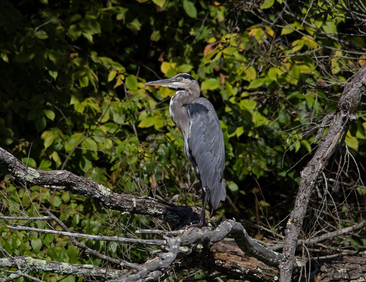 Great Blue Heron - ML623608265