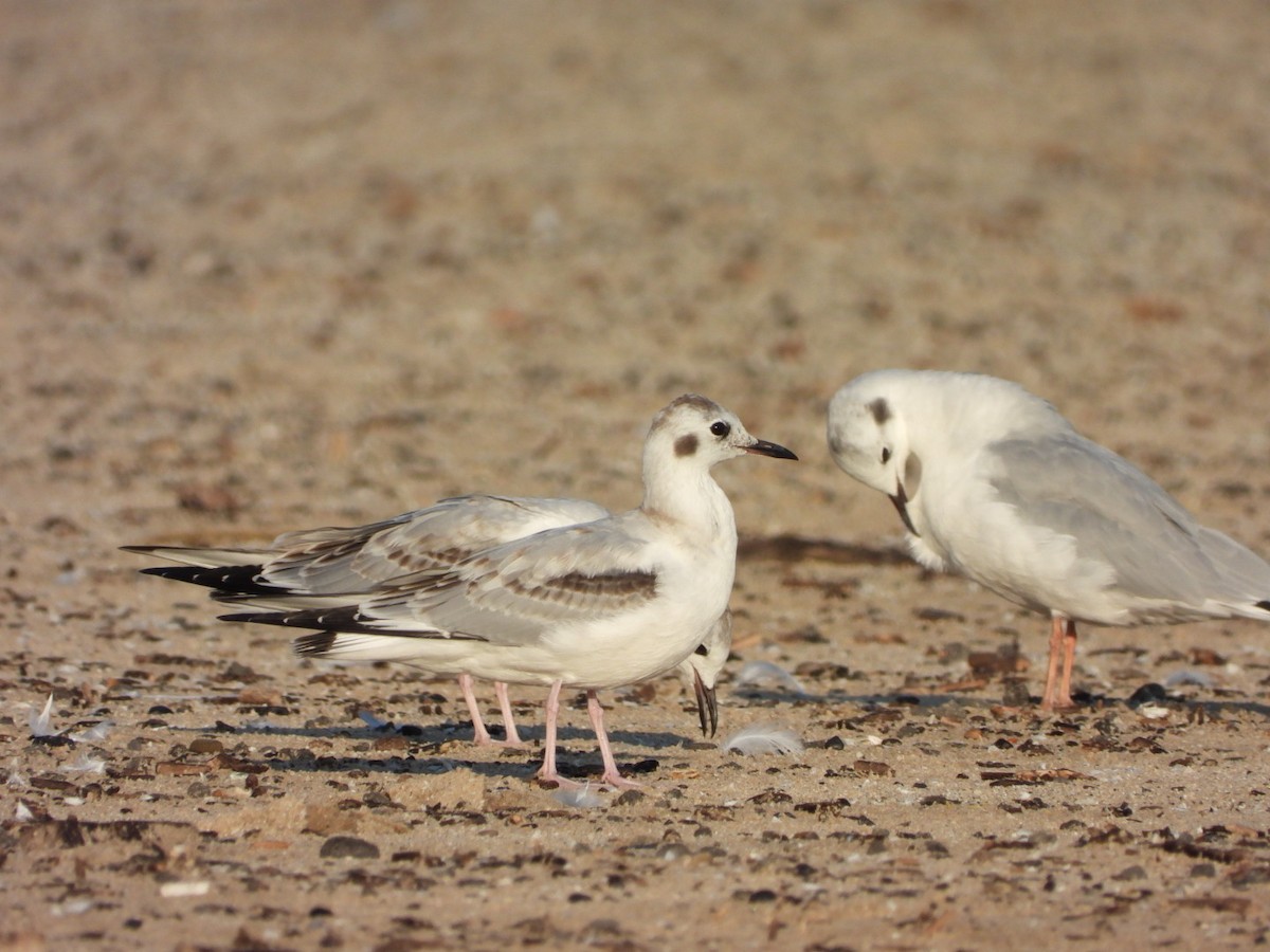 Gaviota de Bonaparte - ML623608287