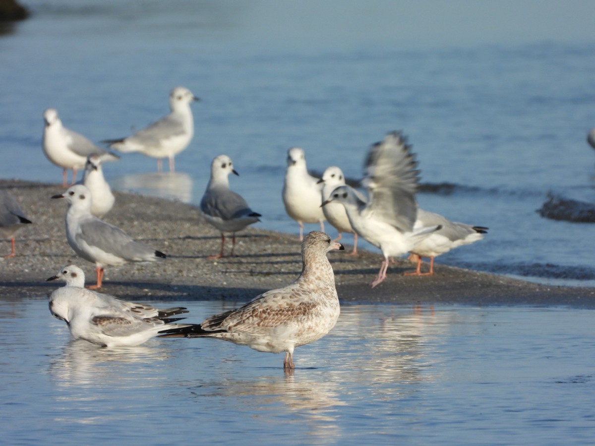 Gaviota de Bonaparte - ML623608292