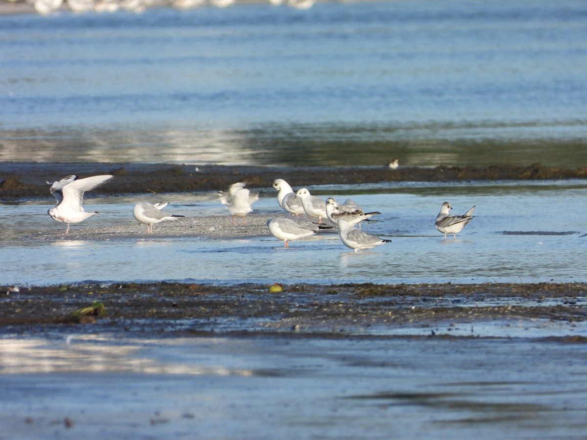 Bonaparte's Gull - Cliff Dekdebrun