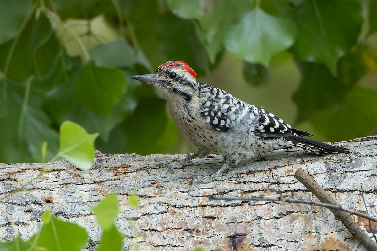 Ladder-backed Woodpecker - Joe Aliperti