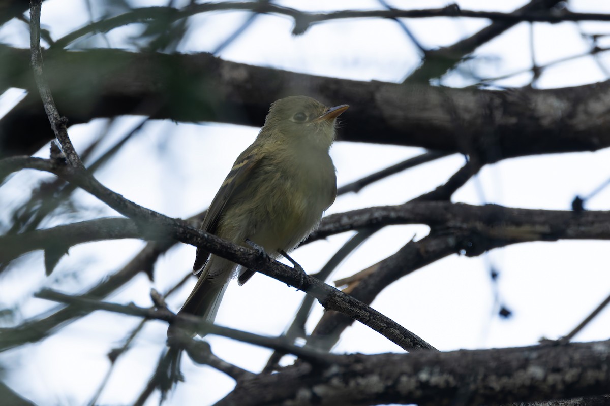 Western Flycatcher - ML623608398