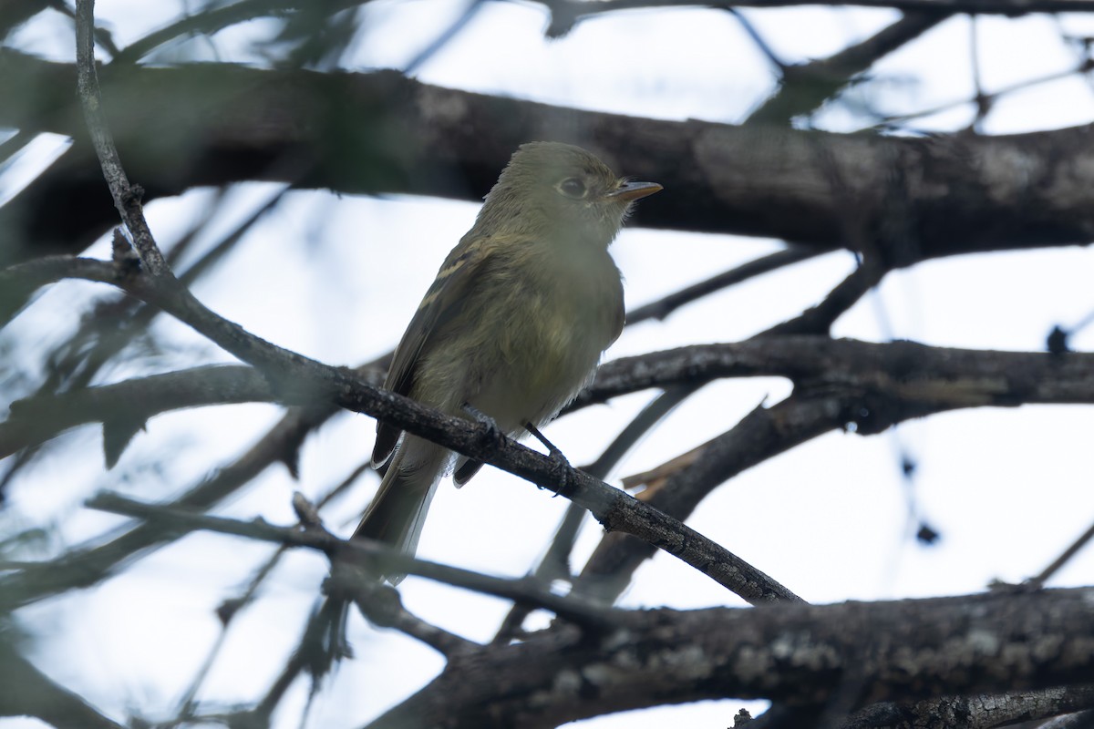 Western Flycatcher - ML623608400