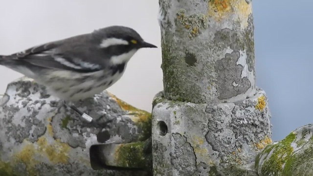 Black-throated Gray Warbler - ML623608419