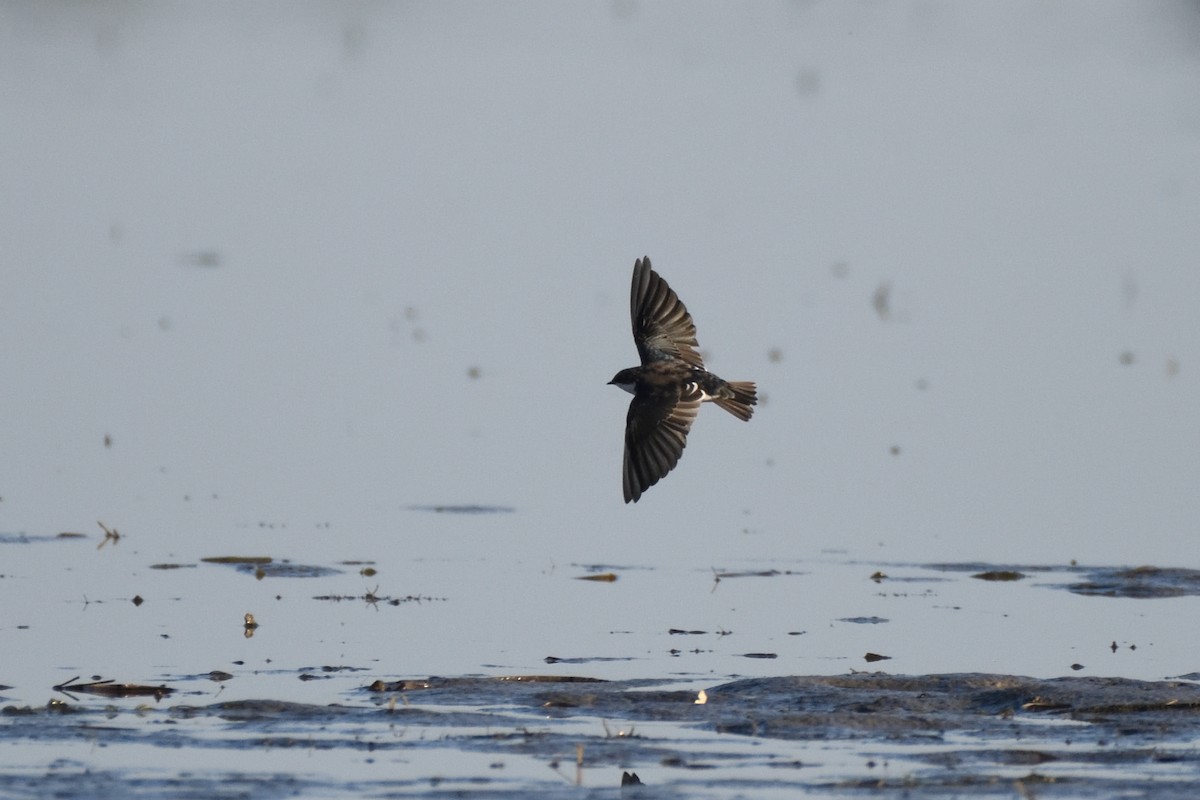 Tree Swallow - ML623608558