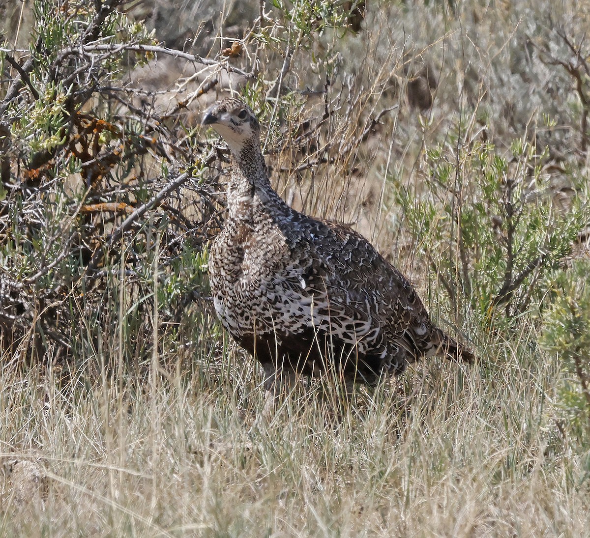 Greater Sage-Grouse - Joe Grzybowski