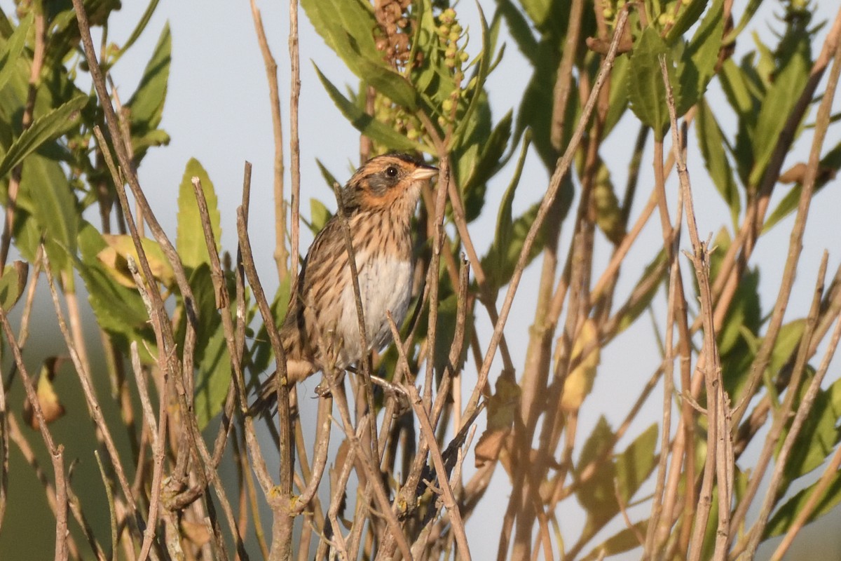 Saltmarsh Sparrow - ML623608563