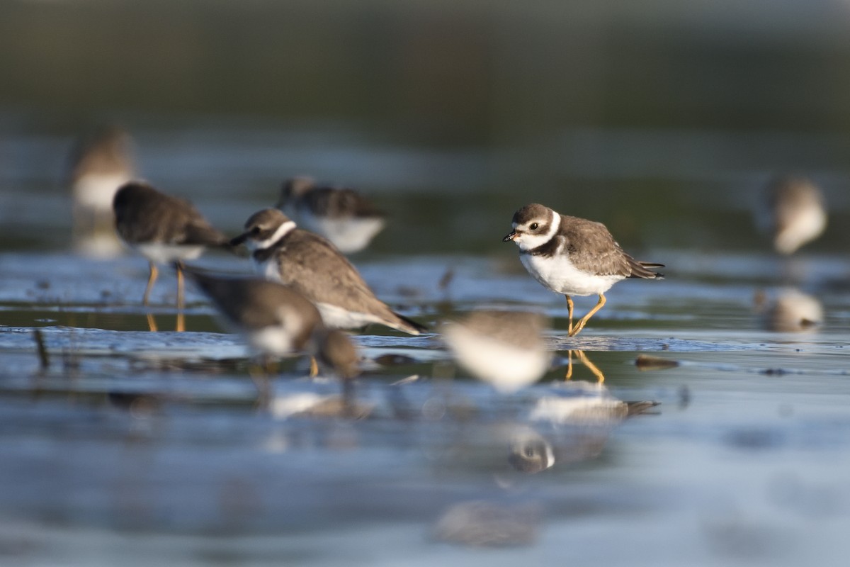 Semipalmated Plover - ML623608571