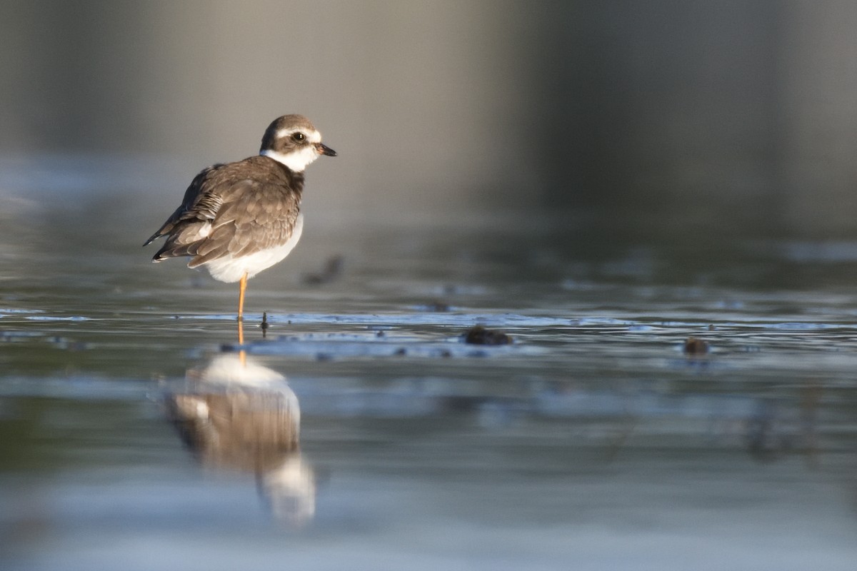 Semipalmated Plover - ML623608575