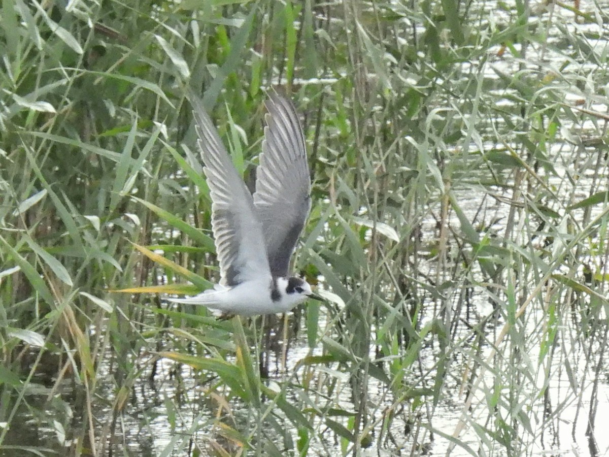 Black Tern - ML623608584