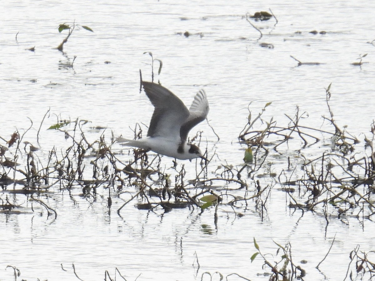 Black Tern - ML623608585