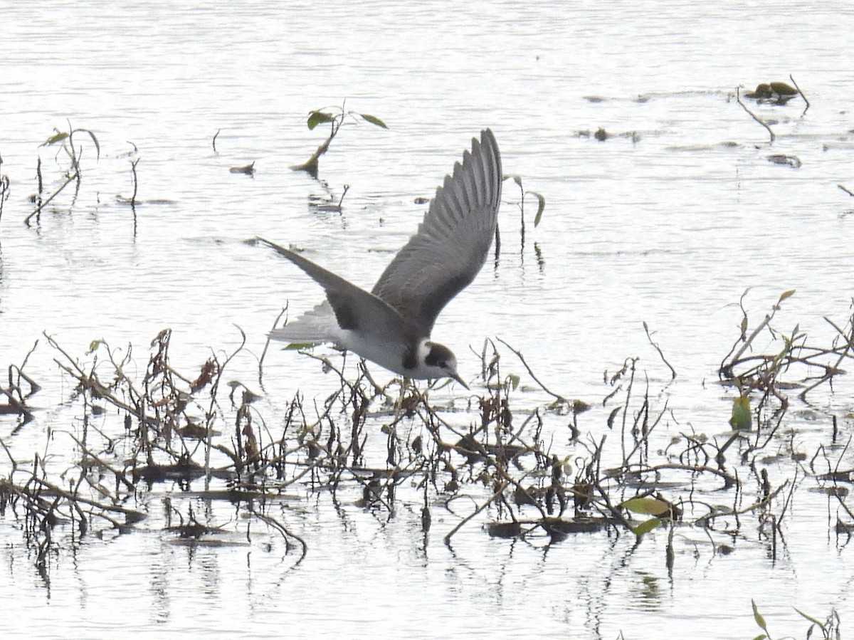 Black Tern - ML623608586