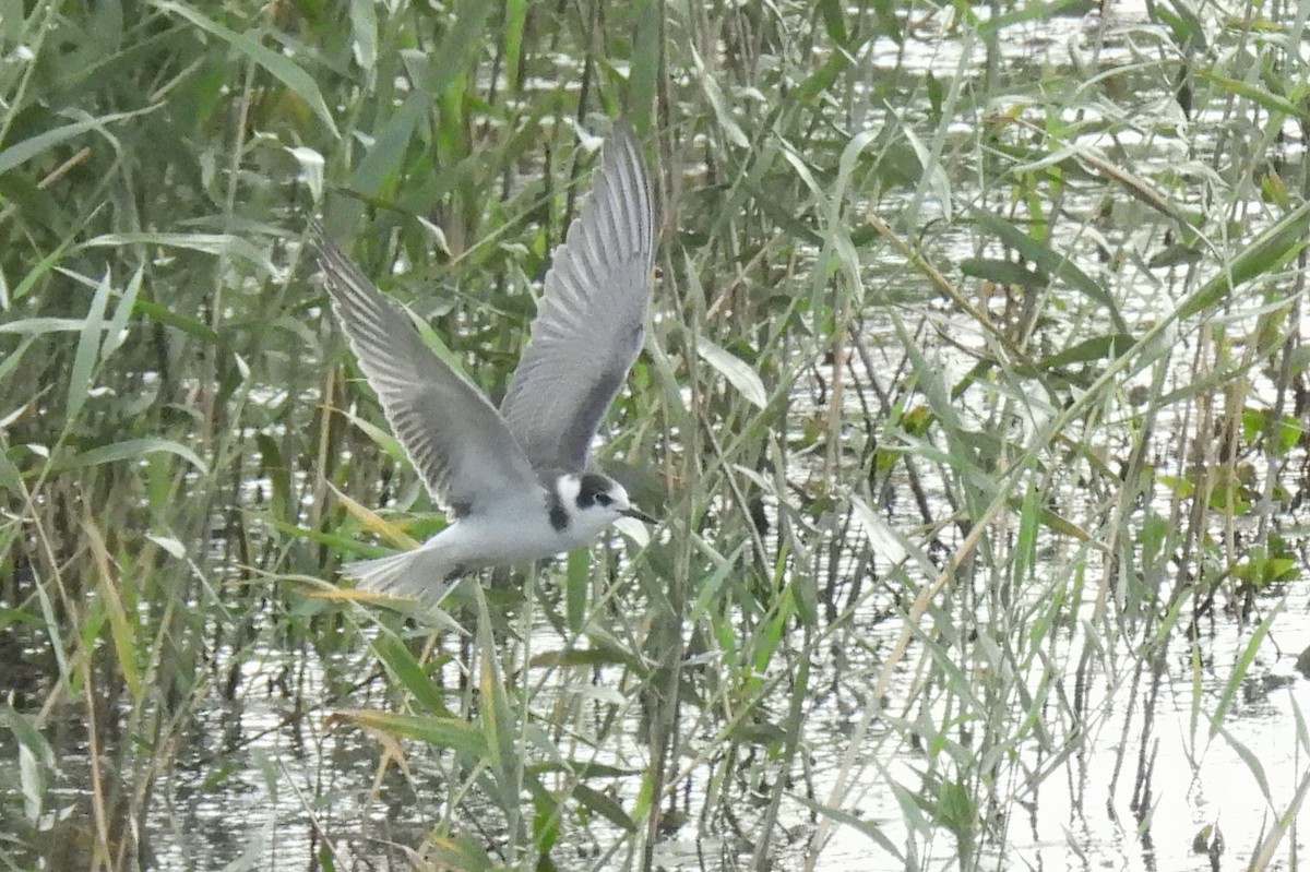 Black Tern - ML623608587