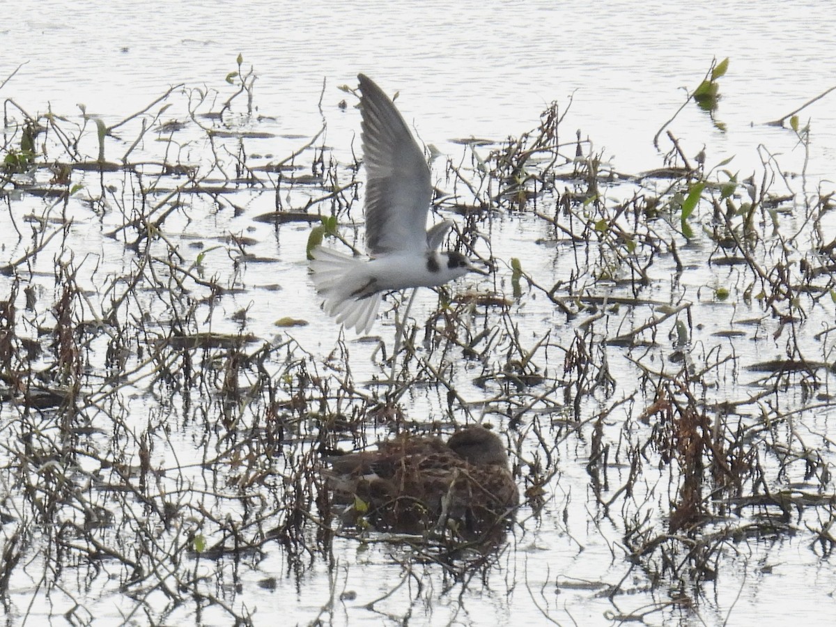 Black Tern - ML623608588