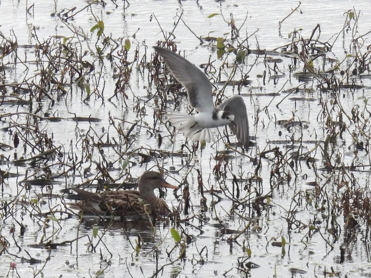 Black Tern - ML623608589