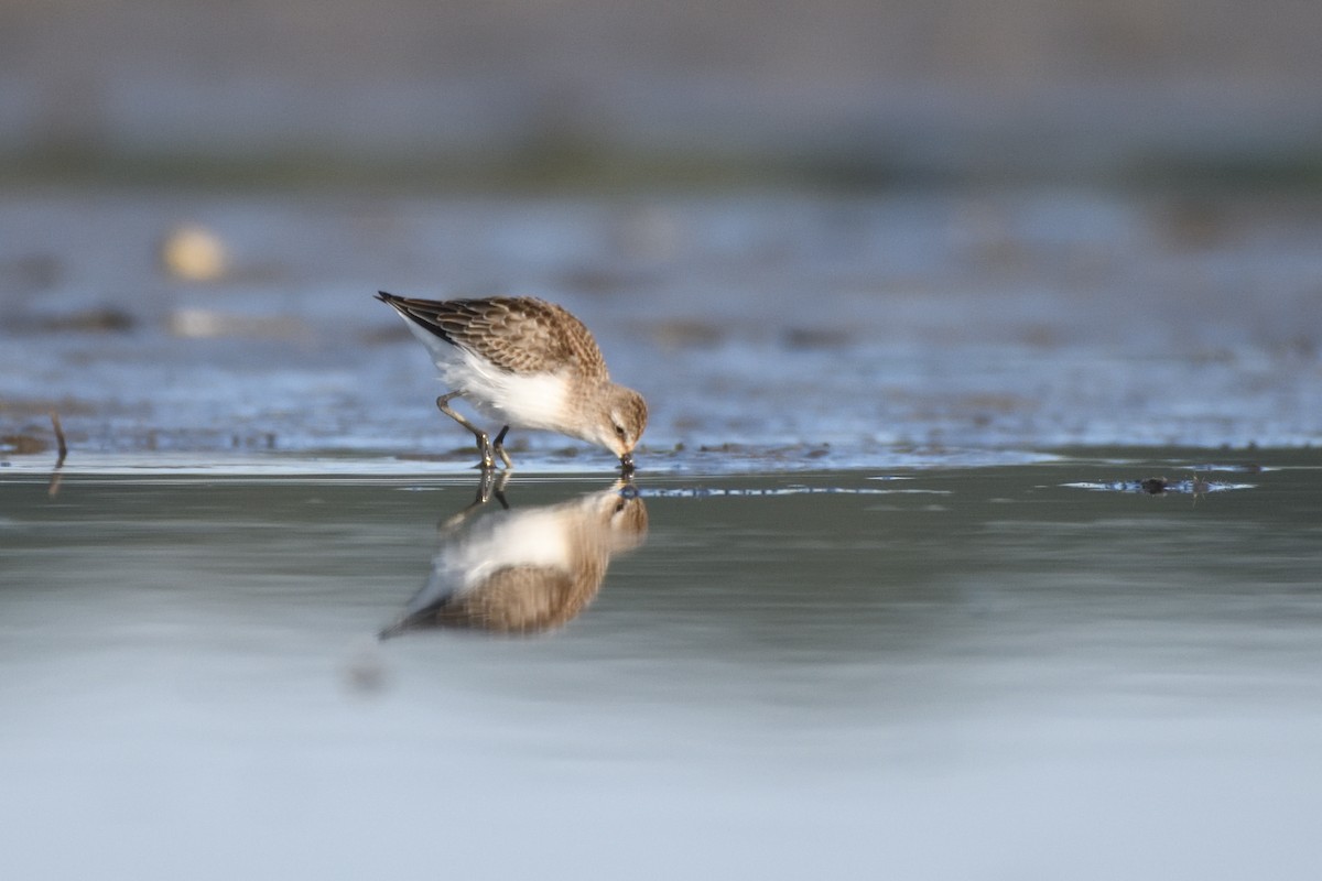 Semipalmated Sandpiper - ML623608606