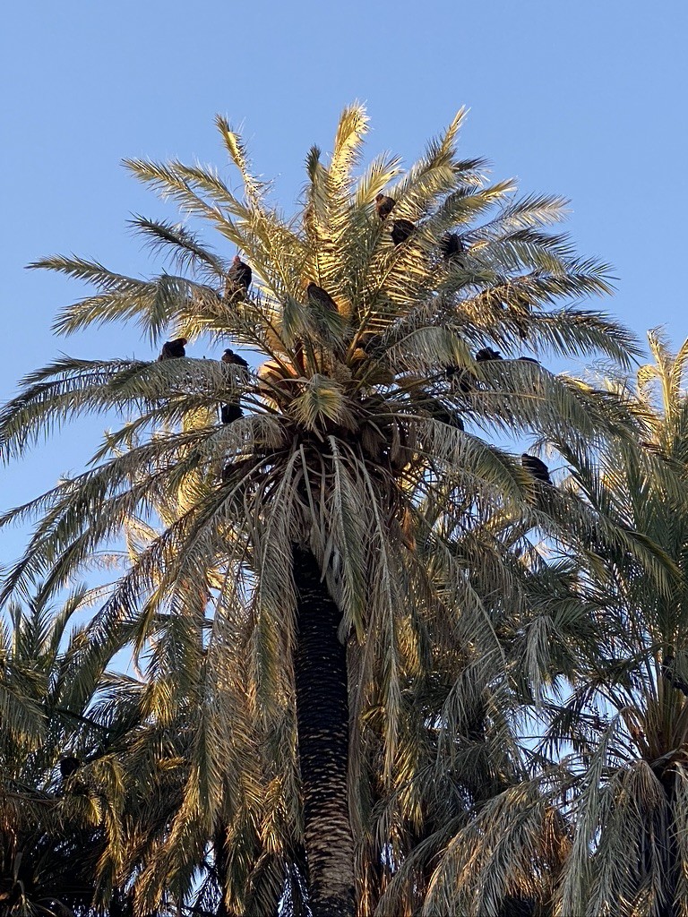 Turkey Vulture - ML623608608