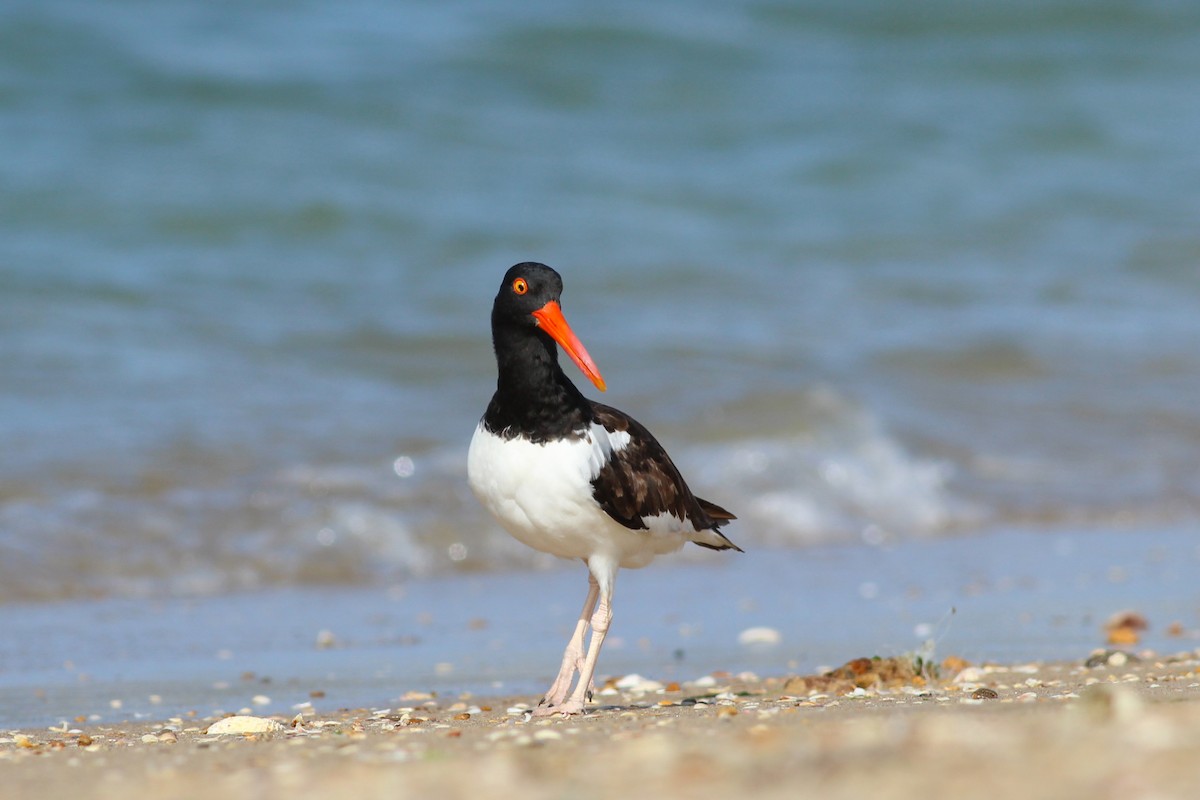 American Oystercatcher - ML623608612