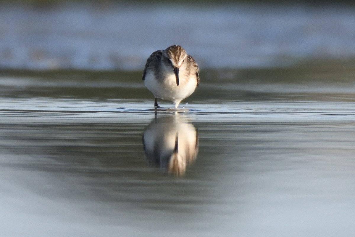 Semipalmated Sandpiper - ML623608618