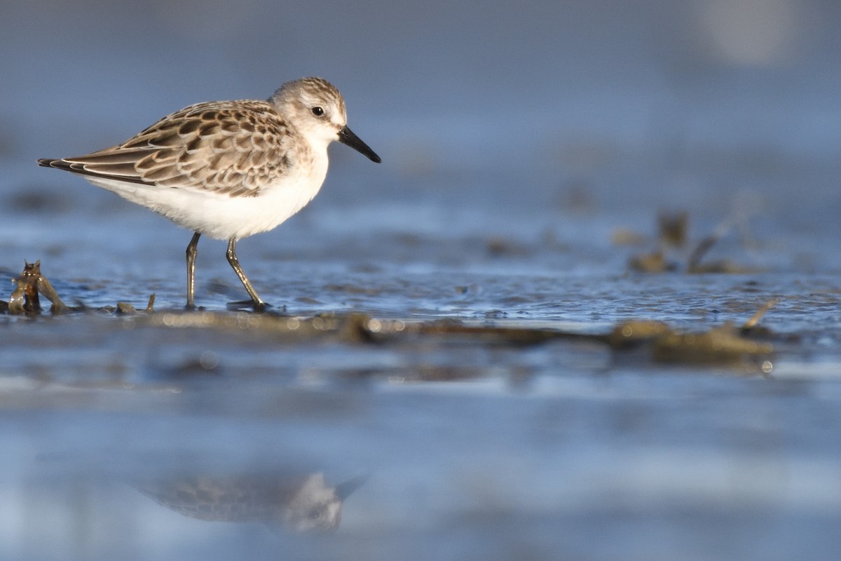 Semipalmated Sandpiper - ML623608622