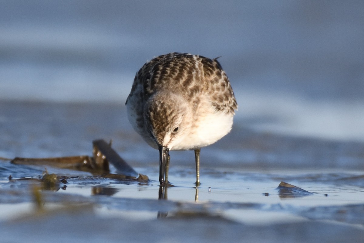 Semipalmated Sandpiper - ML623608650