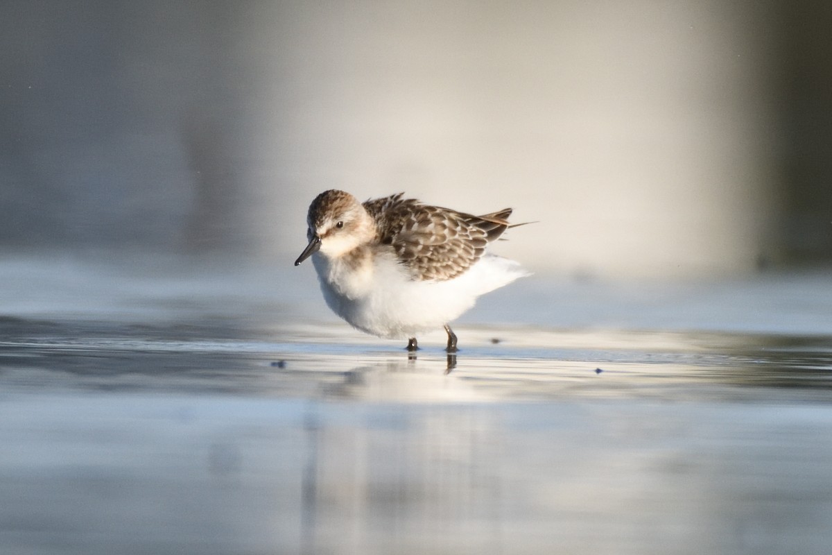 Semipalmated Sandpiper - ML623608662