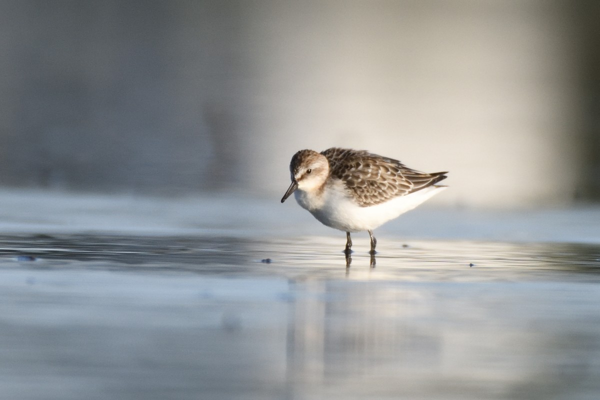 Semipalmated Sandpiper - Megan Gray