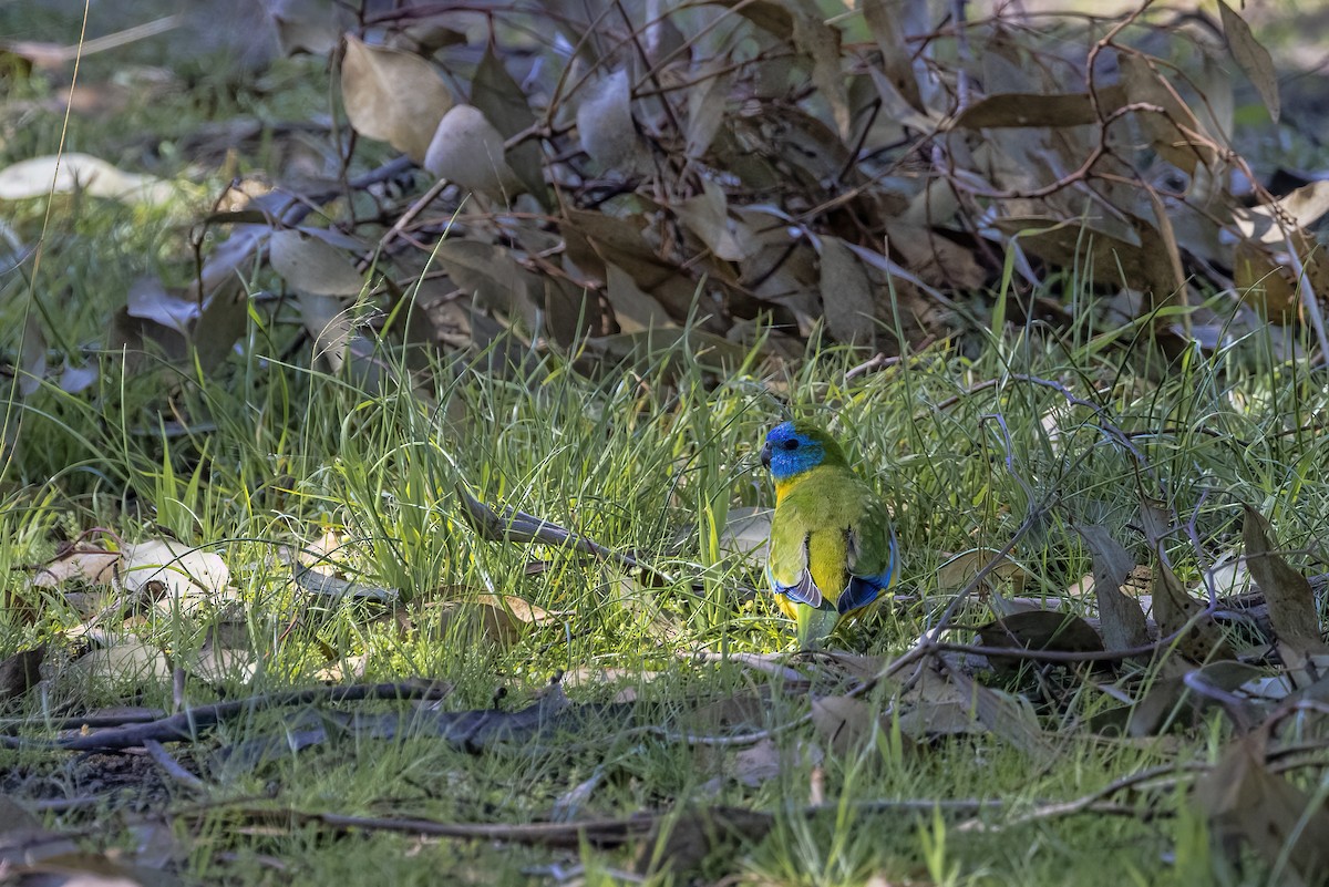 Turquoise Parrot - Jill Duncan &  Ken Bissett